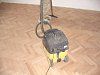 Renovace parket Buk